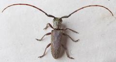 Eunidia brunneopunctata brunneopunctata