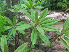Daphniphyllum macropodum