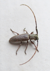 Eunidia brunneopunctata brunneopunctata