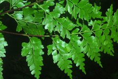 Asplenium splendens