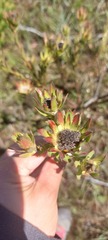 Leucadendron stelligerum