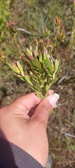 Leucadendron stelligerum