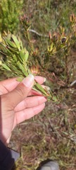 Leucadendron stelligerum