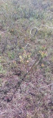 Leucadendron stelligerum