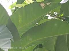 Graphium agamemnon