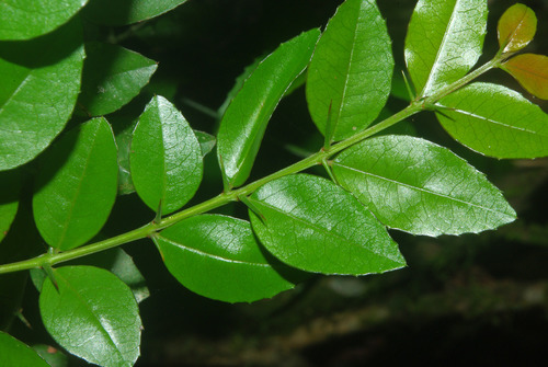 Cassinopsis ilicifolia image