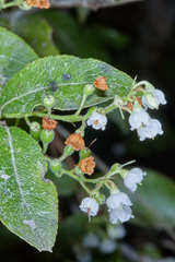 Vaccinium leucanthum