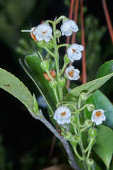 Vaccinium leucanthum