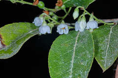 Vaccinium leucanthum