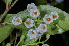 Vaccinium leucanthum