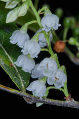 Vaccinium leucanthum