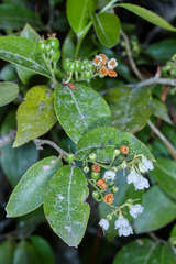 Vaccinium leucanthum