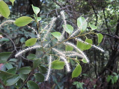 Castanopsis eyrei