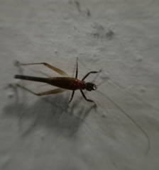 Homoeoxipha lycoides