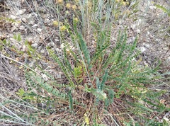 Astragalus monspessulanus