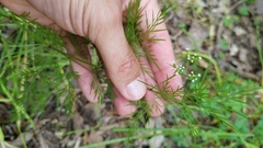 Trepocarpus aethusae