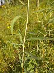 Salix vinogradovii