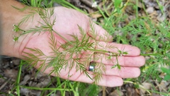 Trepocarpus aethusae