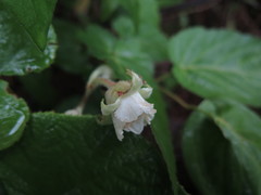 Rubus pacificus