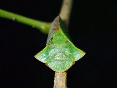 Tituria
