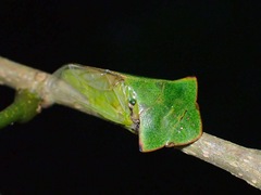 Tituria
