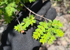 Callisthene microphylla