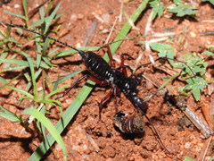 Thelyphonus sepiaris