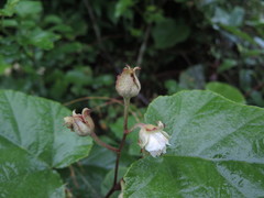 Rubus pacificus