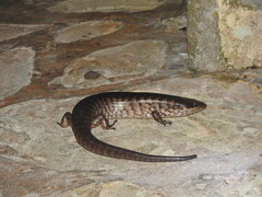 Caribicus warreni