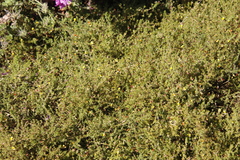 Aspalathus retroflexa retroflexa