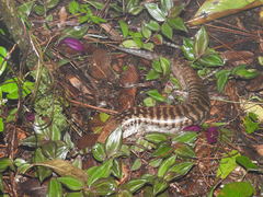 Caribicus warreni
