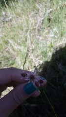 Pfaffia tuberosa