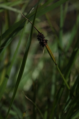 Carex lachenalii