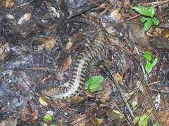 Caribicus warreni