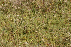 Aspalathus retroflexa retroflexa