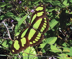 Philaethria wernickei