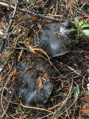 Boletopsis leucomelaena