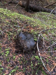 Boletopsis leucomelaena