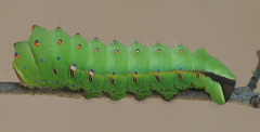 Antheraea cingalesa