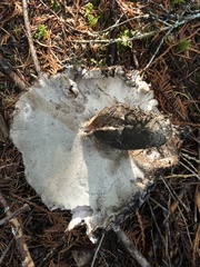 Boletopsis leucomelaena