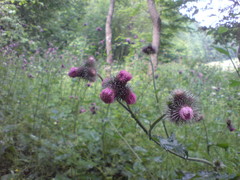 Carduus personata