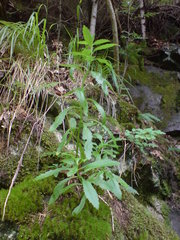 Hylotelephium telephium fabaria