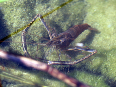 Macrobrachium nipponense