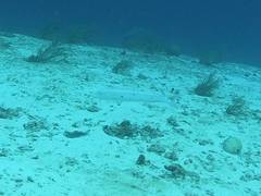 Malacanthus plumieri