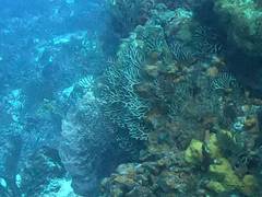 Iciligorgia schrammi