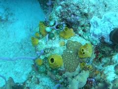 Siphonodictyon coralliphagum