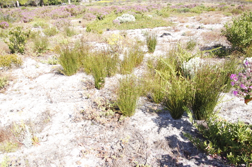 Image of Restio bifurcus by (c) Tony Rebelo, some rights reserved (CC BY-SA)