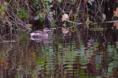 Tachybaptus ruficollis