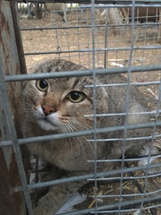 Felis lybica lybica