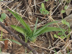 Iris palaestina